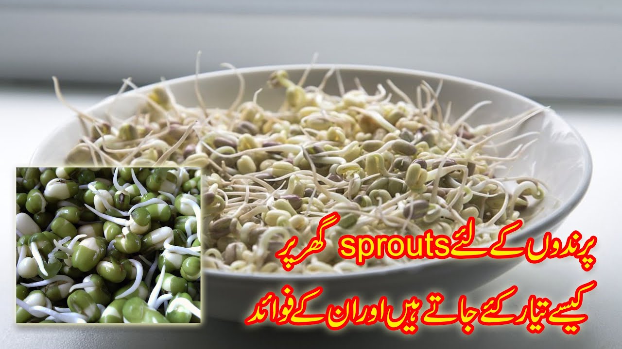 How to make Sprouts for Birds|How to make sprouts for Love birds| Benefits of sprouts for Birds
