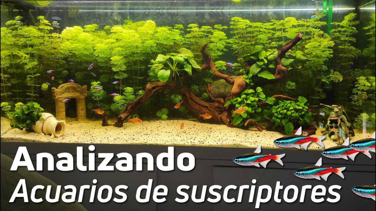 🕵️ Acuarios de Suscriptores Nº51: ¡Cuidado con los niveles de agua!