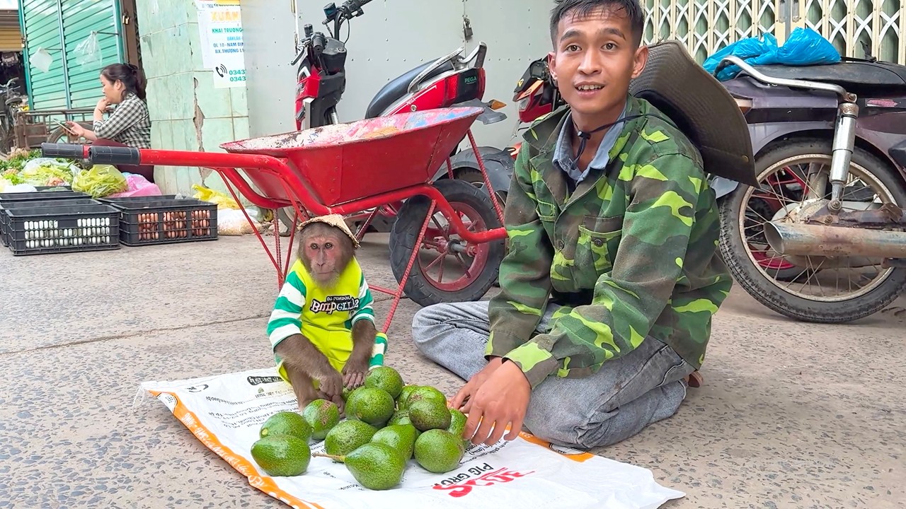 CUTIS Works With Dad Selling Fresh Avocados at the Market