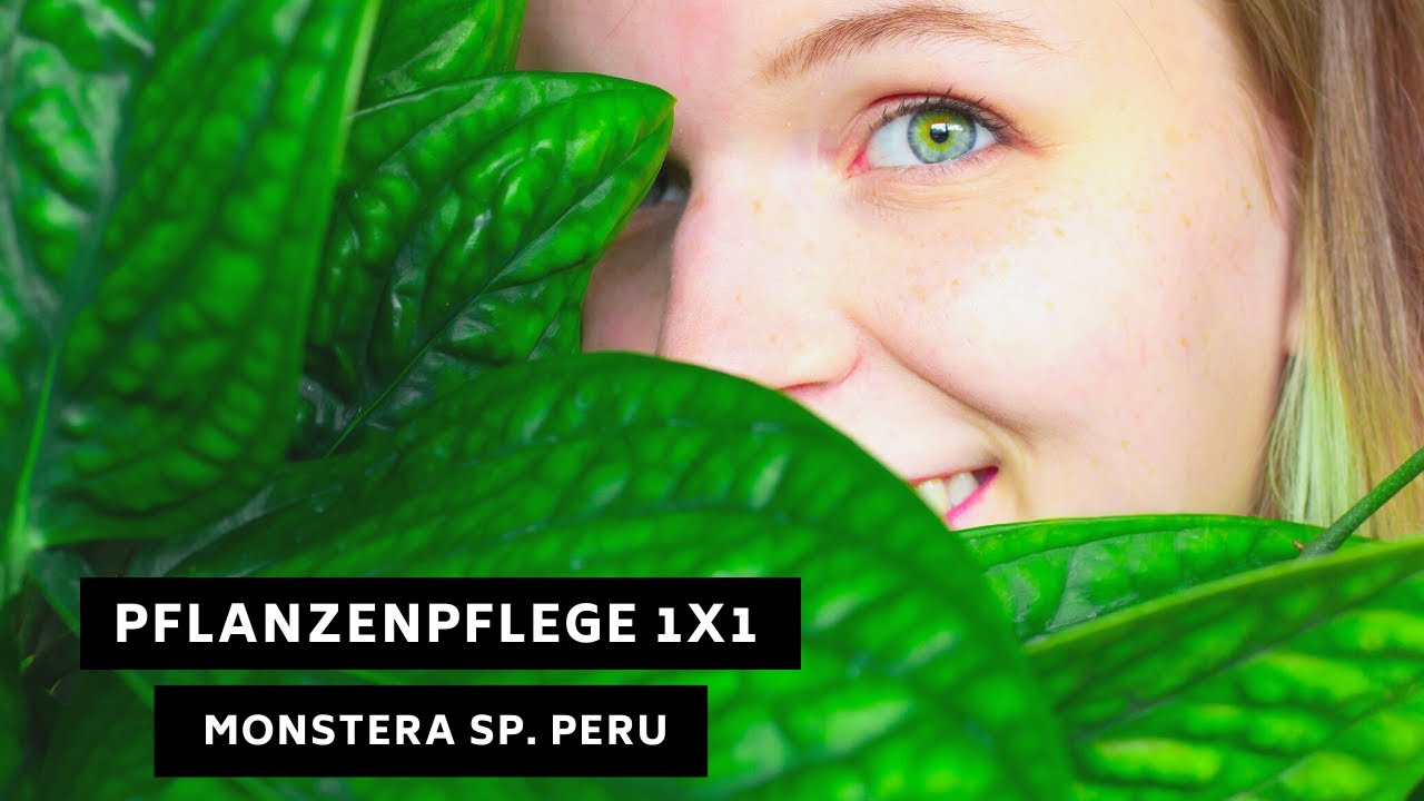 Pflanzenpflege 1x1: Monstera Sp. Peru / karstenianum - Pflege, Standort, Überwinterung und mehr!
