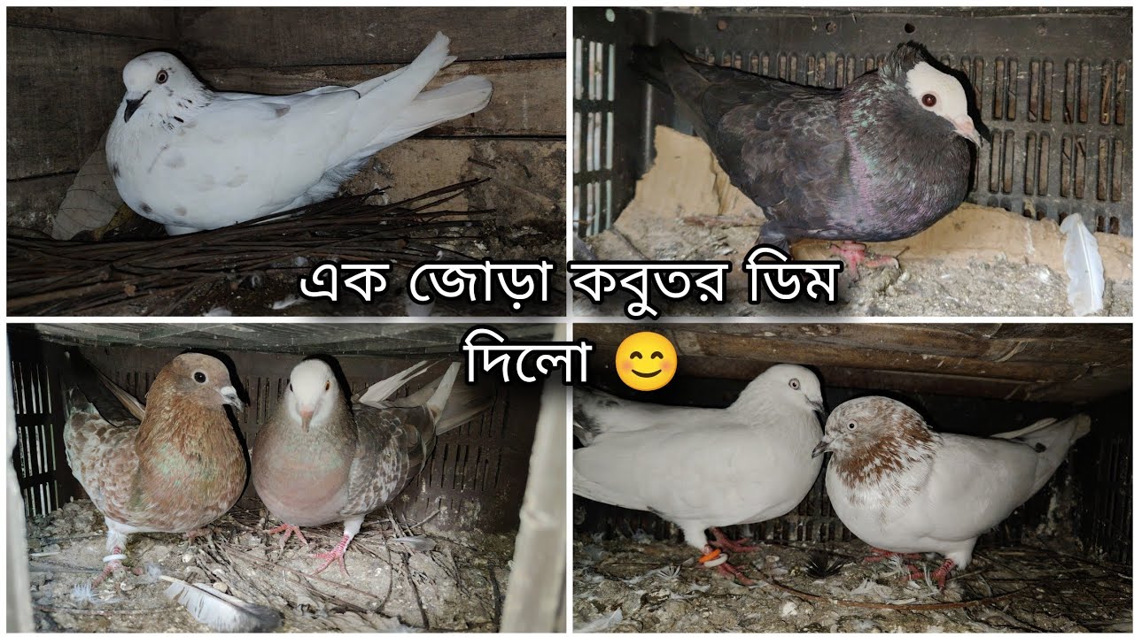 এক জোড়া কবুতর ডিম দিলো 😊