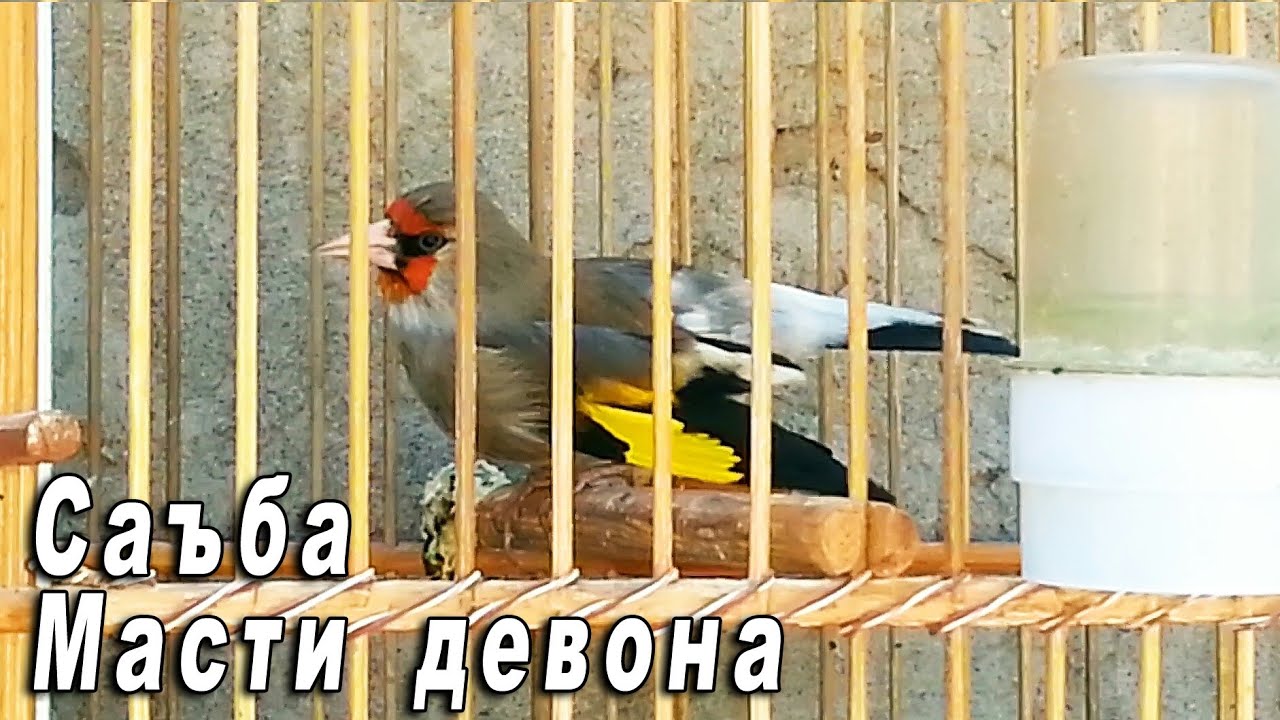 Супер пение седоголовый щегол. Таджикистан. singing Gray-headed Goldfinch Tajikistan