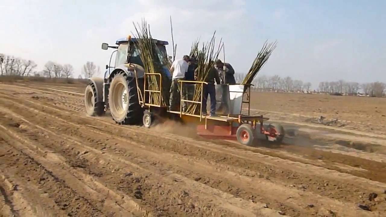 Single-row planting of Salix alba ‘Corvinus’ Energy Willow using long cuttings - Silvanus Forestry