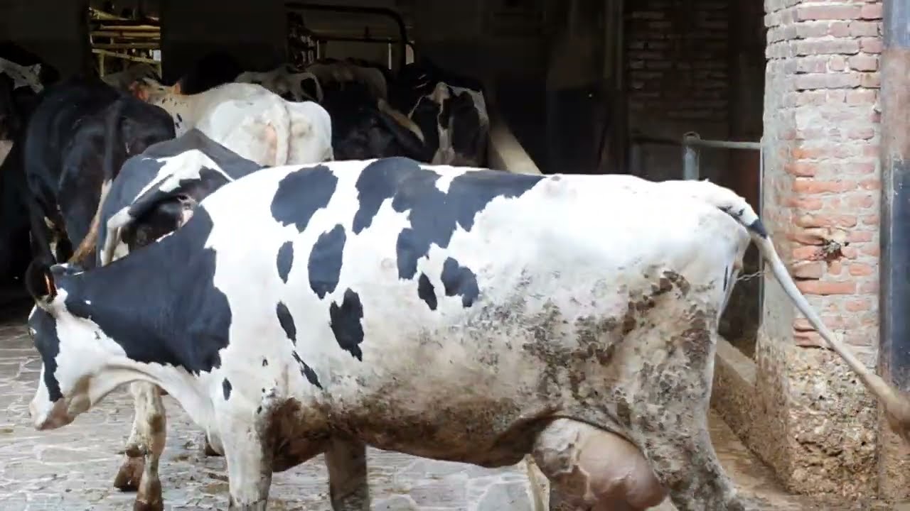 🌟🐄 দৈত্যাকার গঠনের এক বিস্ময়কর গরু - ইতালিয়ান হলস্টিন ফ্রিজিয়ান 🇮🇹🔥- Italian Holstein Friesian Cow