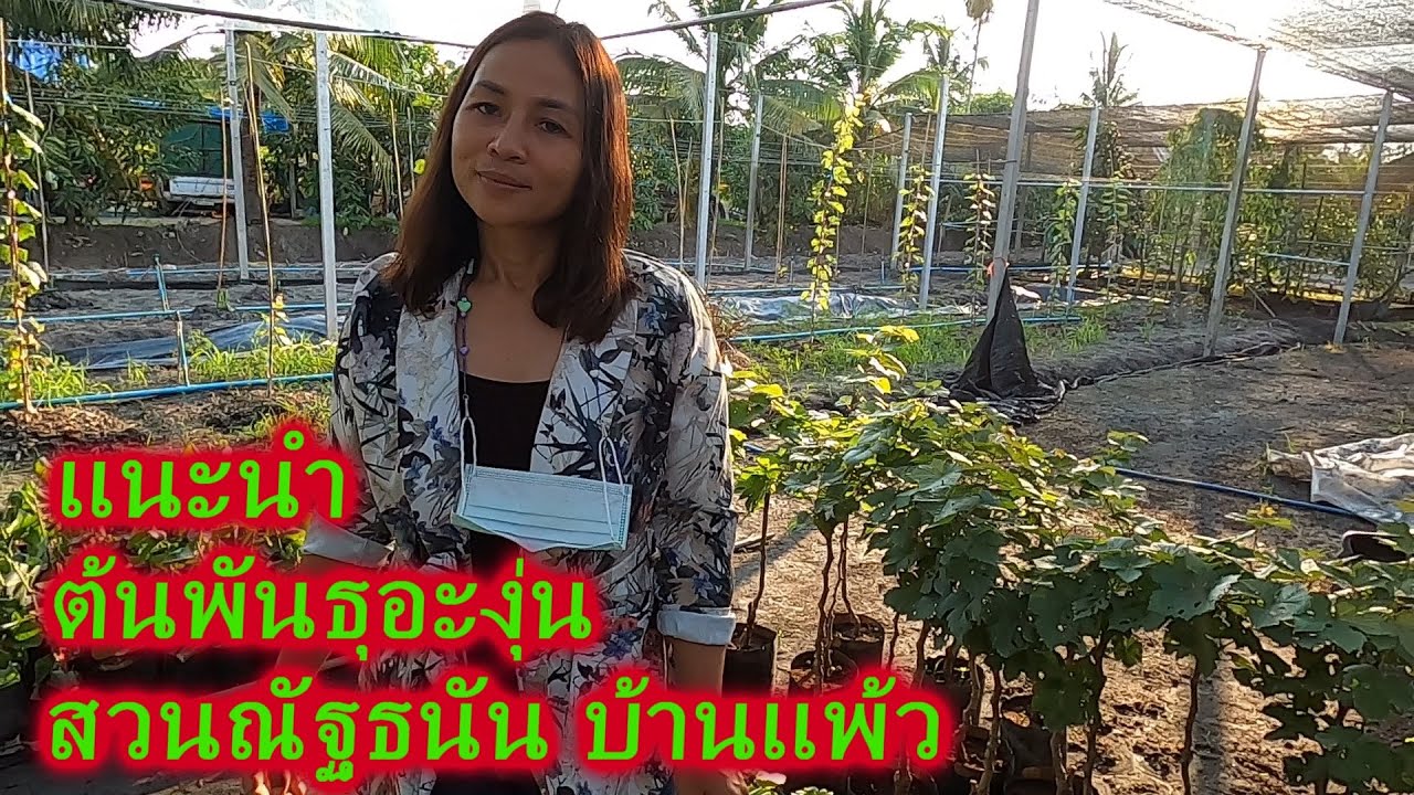 แนะนำ#ต้นพันธุ์องุ่นหลายสายพันธุ์ #ปลูกองุ่น3เดือนติดลูกให้เห็น #แปลงต้นตอพันธุ์องุ่น สวนณัฐธนัน