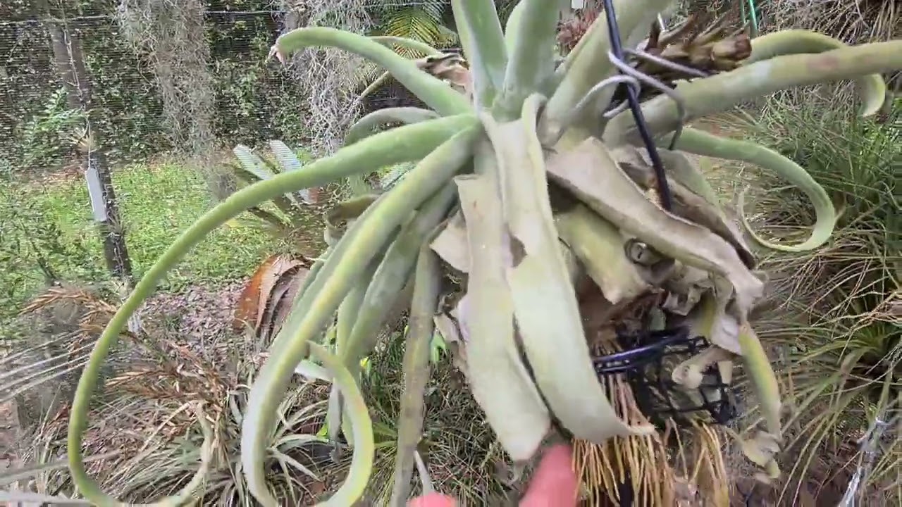 Tour of Ionantha Heaven - The Garden of Gary May Part 1