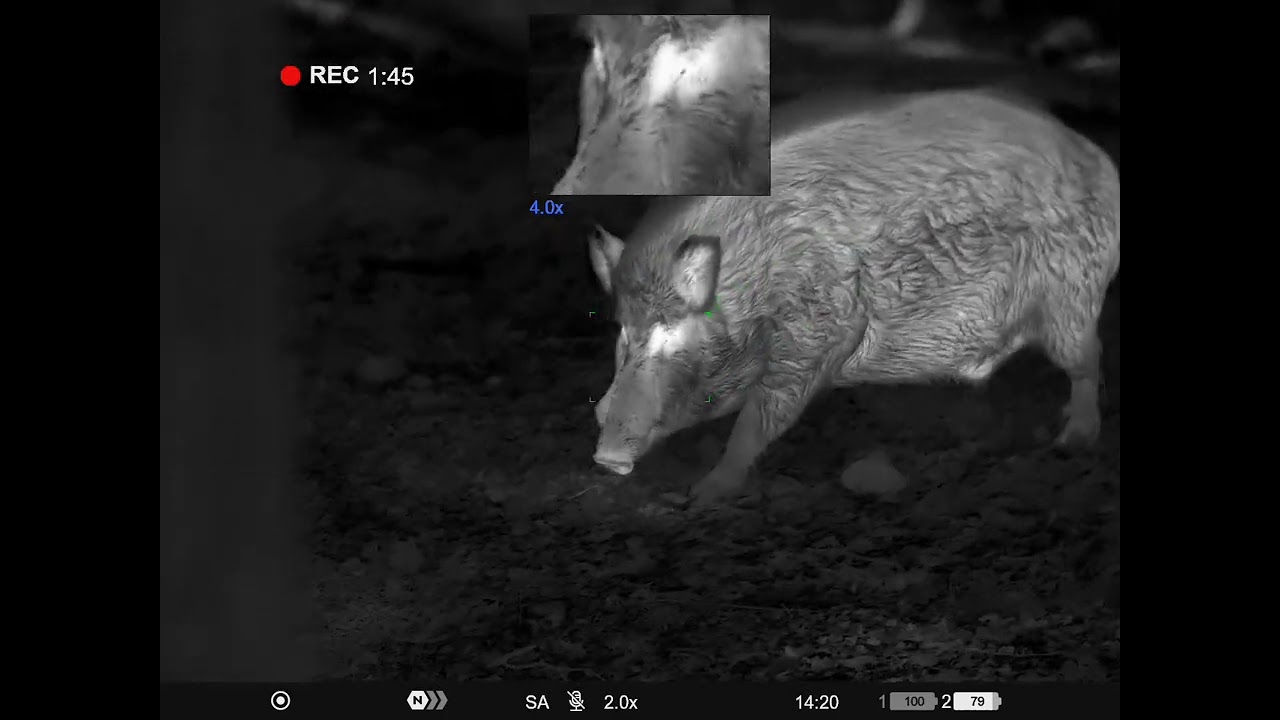 Pulsar Merger LRF XT50 Thermal Binocular - Wild Boar Attack (with fence luckily)