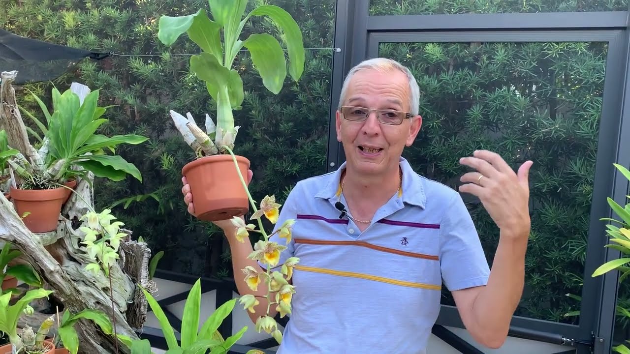Why Clowesetum (Clowesia x Catasetum) is an attractive choice