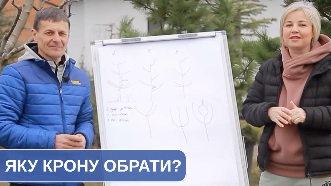 Як обрати крону для свого саду? Округлі, ярусні, без’ярусні, інтенсивні та декоративні форми