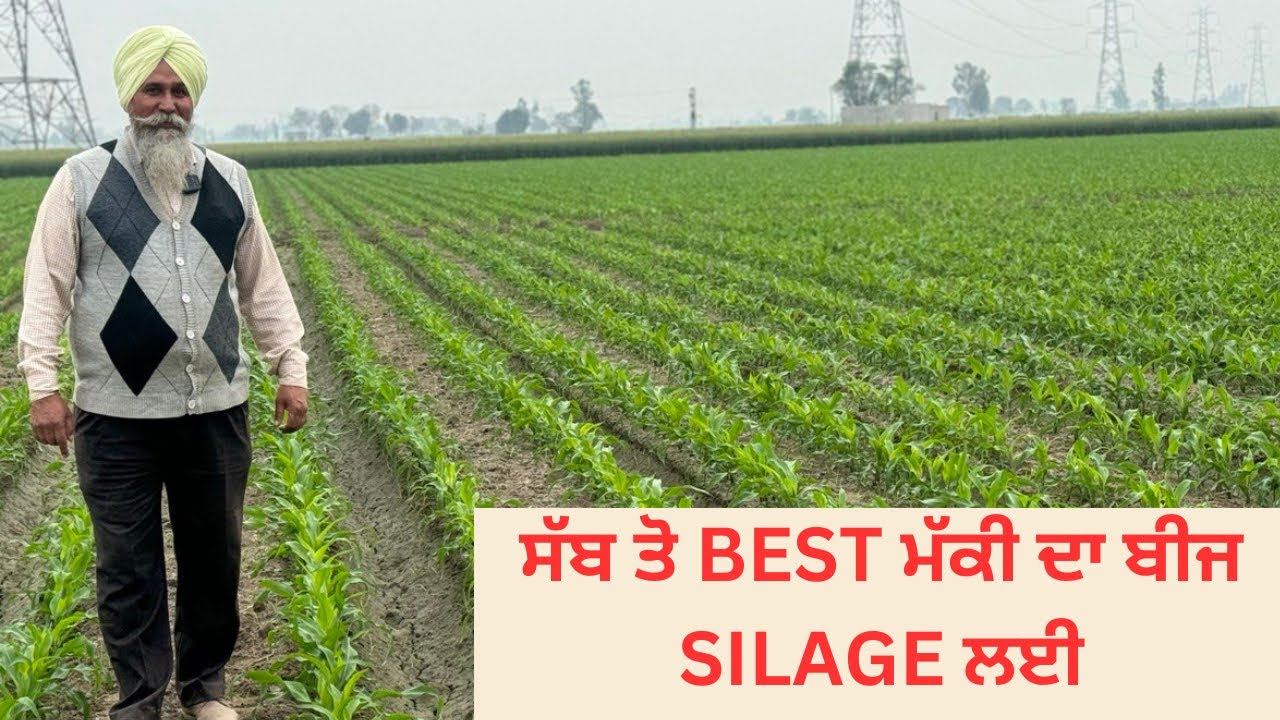 BEST MAIZE SEED FOR SILAGES | AULAKH DIARY FARM | RAMPURA PHUL| BATHINDA| PUNJAB |