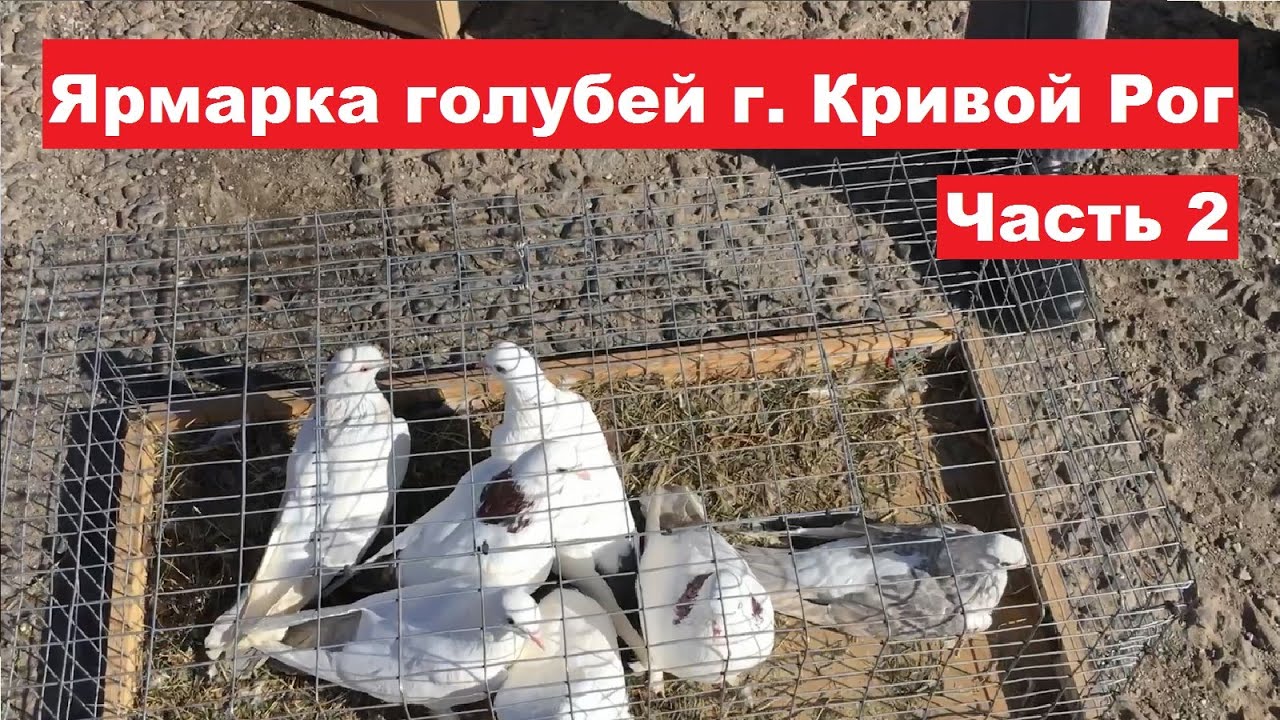 Ярмарка голубей г. Кривой Рог 30.03.2024. Ч.2