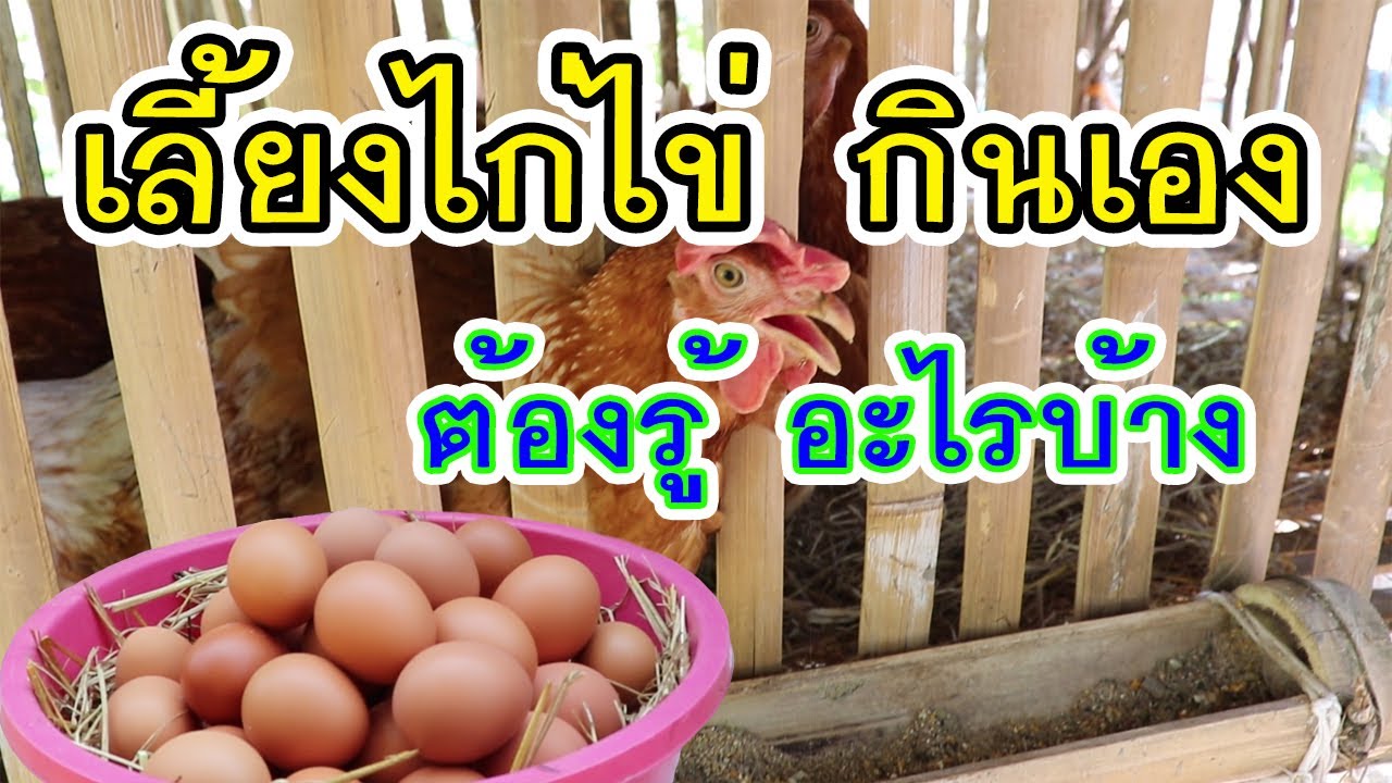 ก่อนเลี้ยงไก่ไข่ ไว้กินเอง ต้องรู้อะไรบ้าง