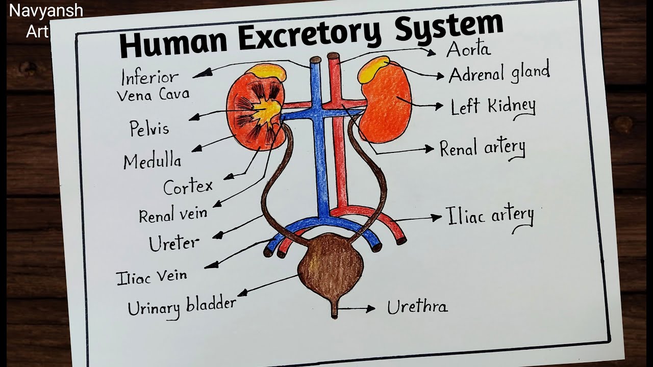 Human Excretory system labelled diagram drawing / How to draw Human Urinary System step by step