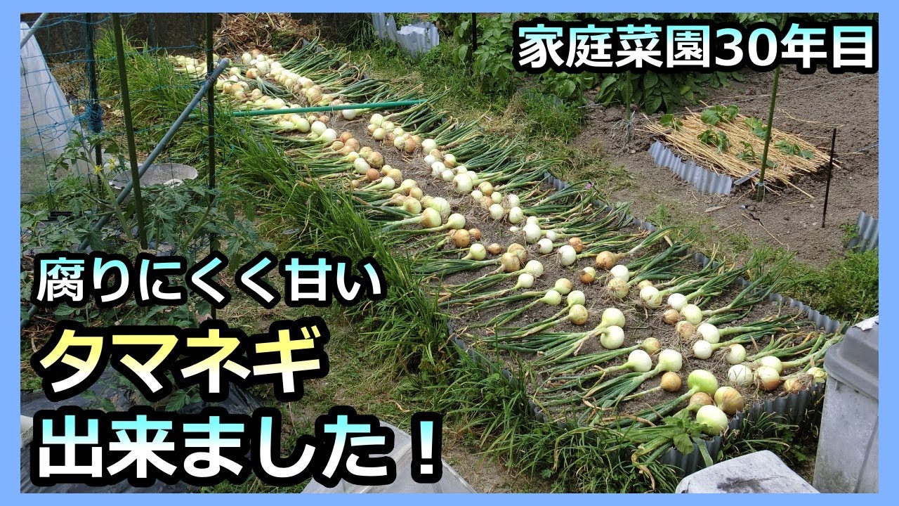 【腐りにくく美味しいタマネギ出来ました！】今年もトウ立ち０本！家庭菜園30年目