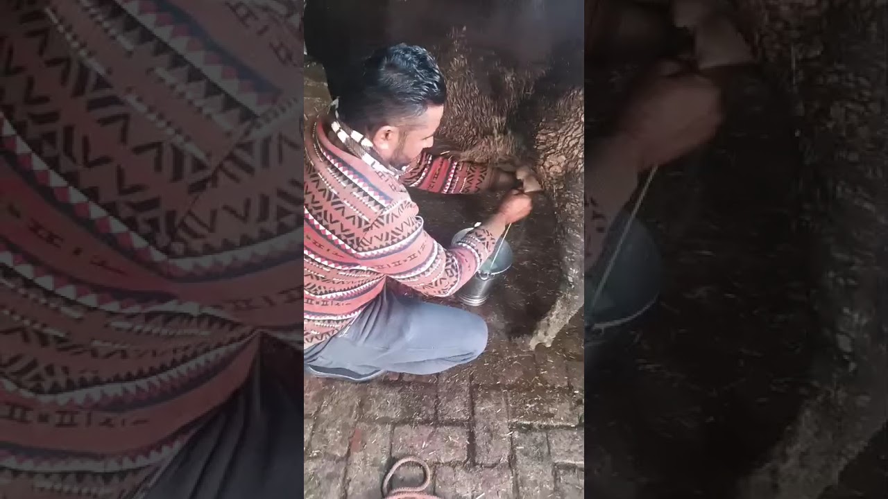 ਤੋਕੜ ਵੈੜ ਦੁੱਧ 9ਕਿਲੋ