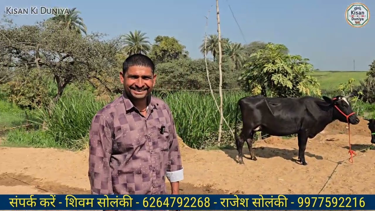 मात्र 65 हजार में सीकर राजस्थान की 24 लीटर दूध रोज देने वाली गाय | सोलंकी डेरी फार्म चांदेर देपालपुर