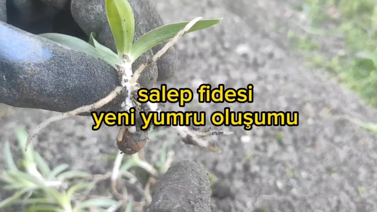 Salep fidesinde yeni yumru oluşumu... salep l salep yetiştiriciliği l salep tarımı