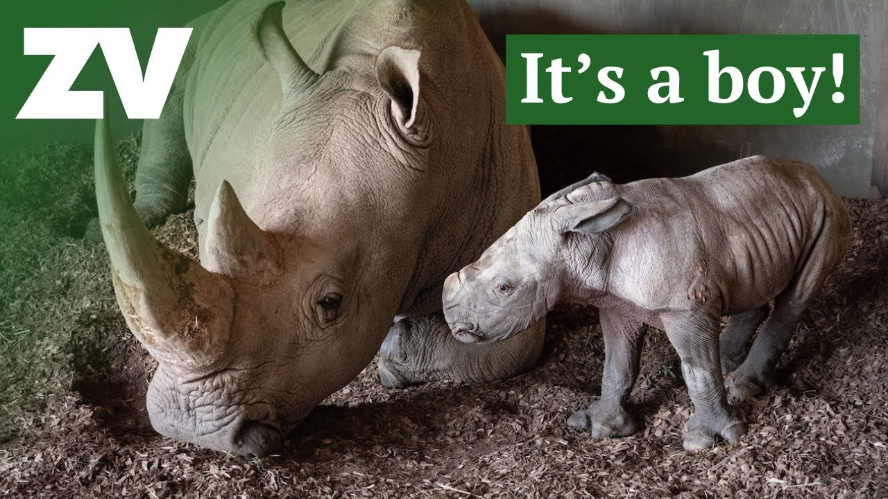 Baby Rhino born at Werribee Open Range Zoo