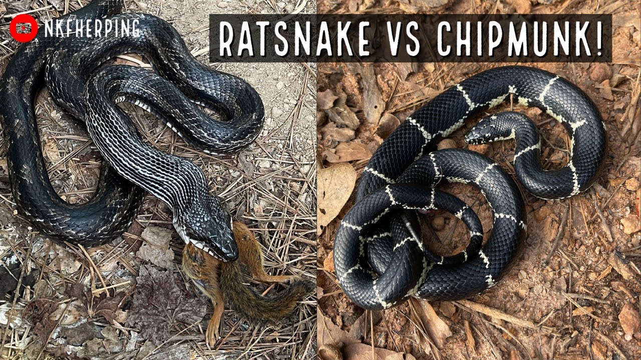 Huge Ratsnake vs. Chipmunk and Stunning Kingsnake! Fall Tin Flipping for Snakes in North Georgia!