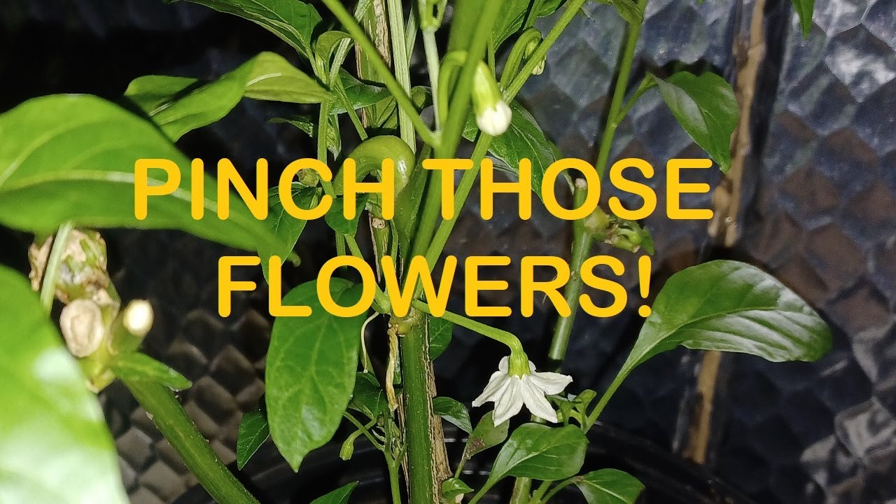 Flowers on the Overwintered Peppers Just 2 1/2 Weeks After Coming Indoors!