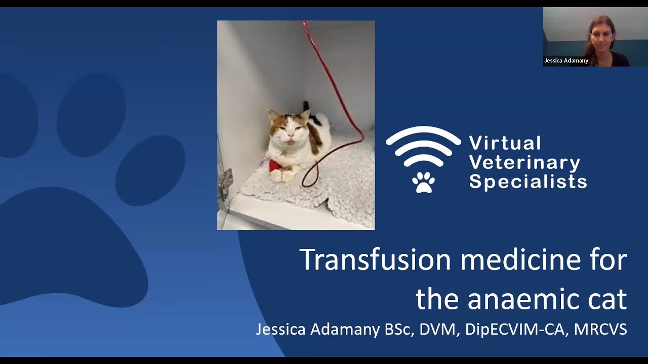 VVS Internal Medicine Webinar- Transfusion Medicine for the Anaemic Cat with Dr Jessica Adamany