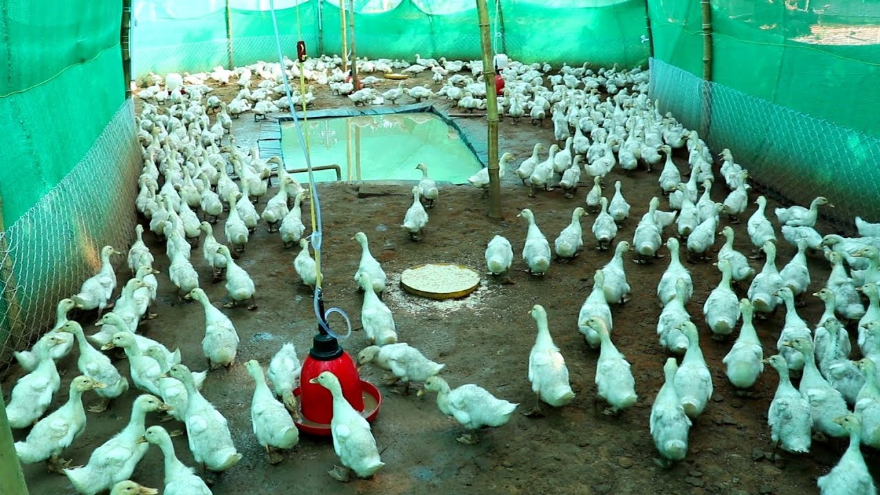 500 வாத்துக்கள்  -  45 நாட்களில் விற்பனை | White Pekin for Meat