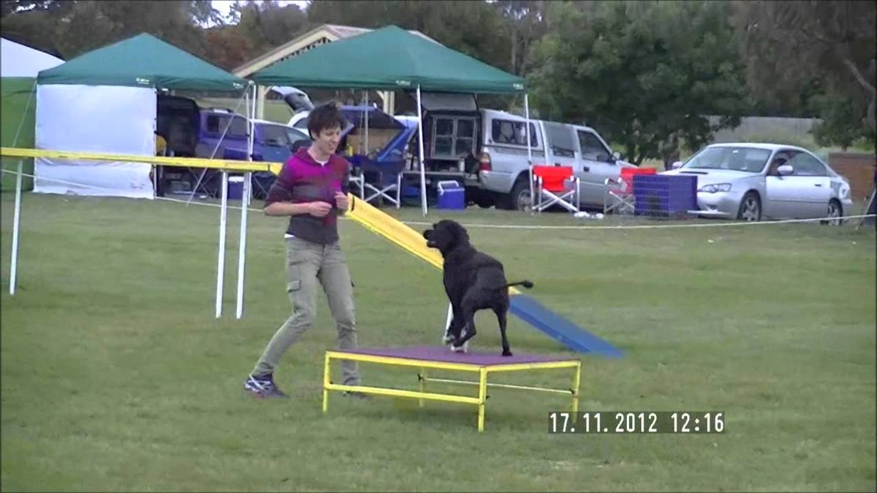 k9 agility trial