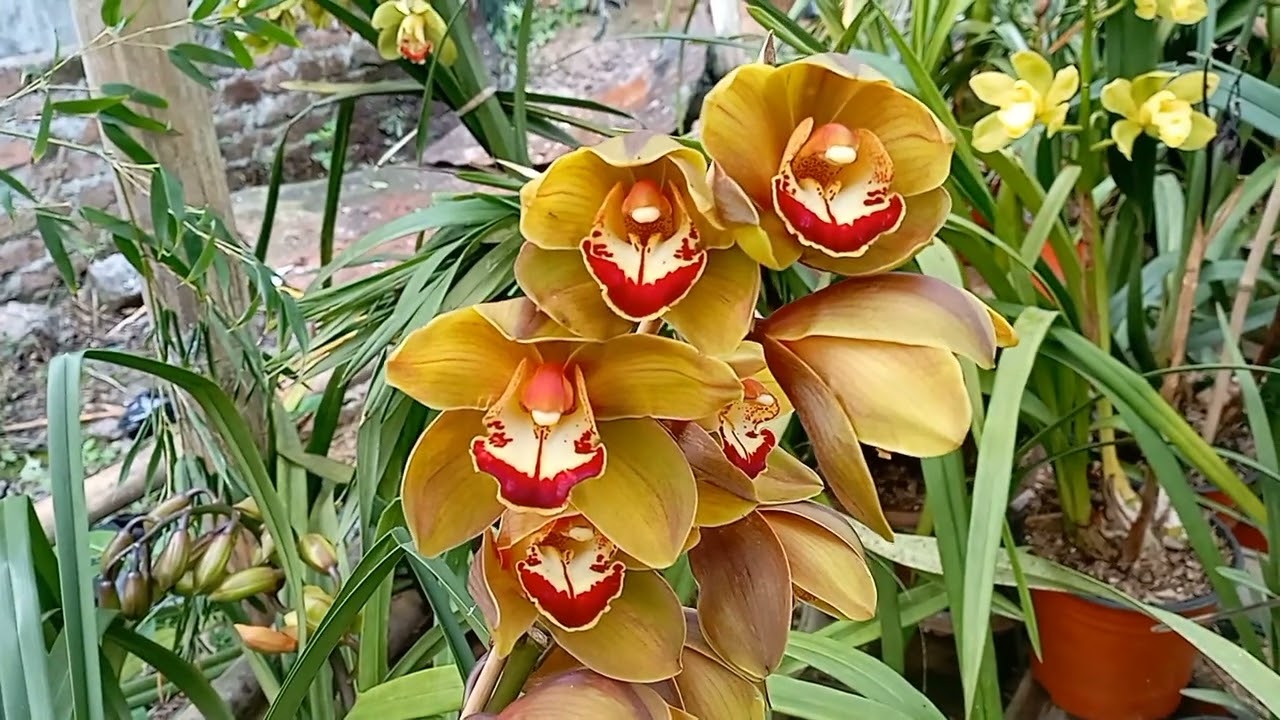 cymbidium orchids blooms # cymbidium orchid care