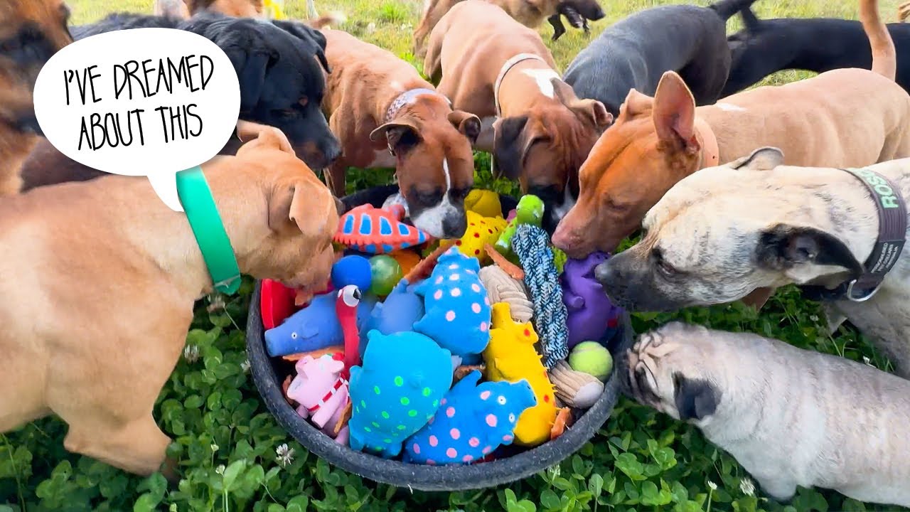 Toy Playtime with My 21 Dogs