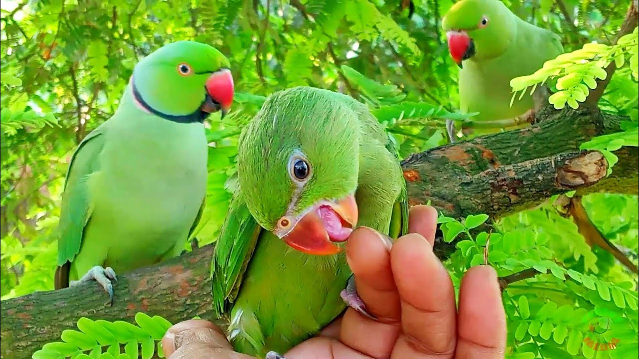 Parrot Calling Sounds