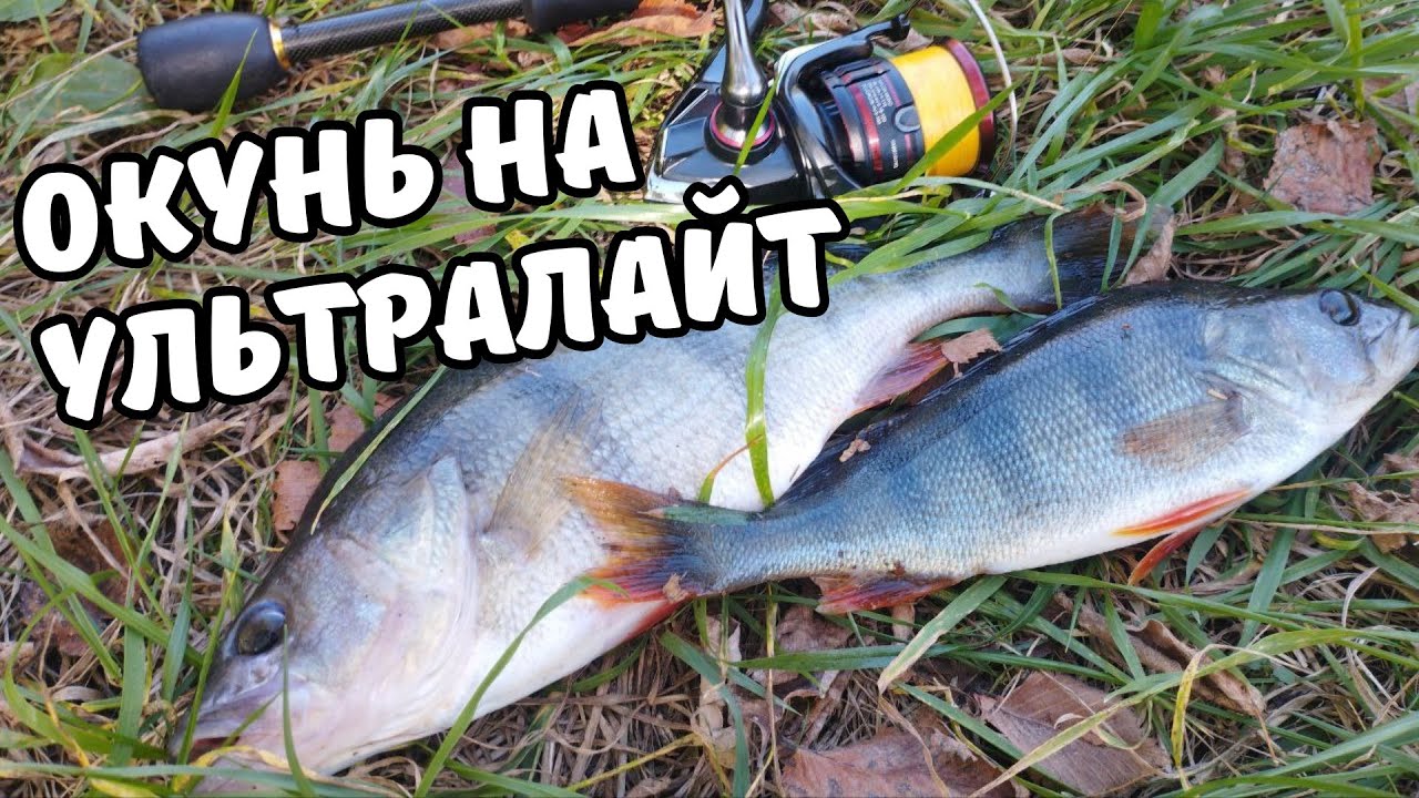 РИБАЛКА НА УЛЬТРАЛАЙТ В СПЕКУ. Ловля Пасивного Окуня на Річці в Серпні