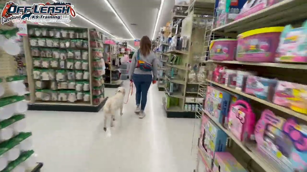 Cali | 6 Month Old Golden Retriever | Best Dog Trainer Cleveland, Ohio | Basic Obedience
