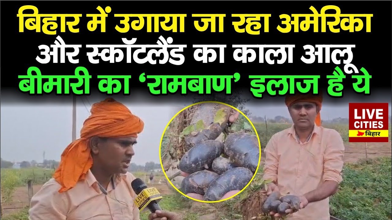 Bihar के Jamui में उगाया जा रहा America और स्कॉटलैंड का Black Potato, बीमारियों का उपचार भी है ये