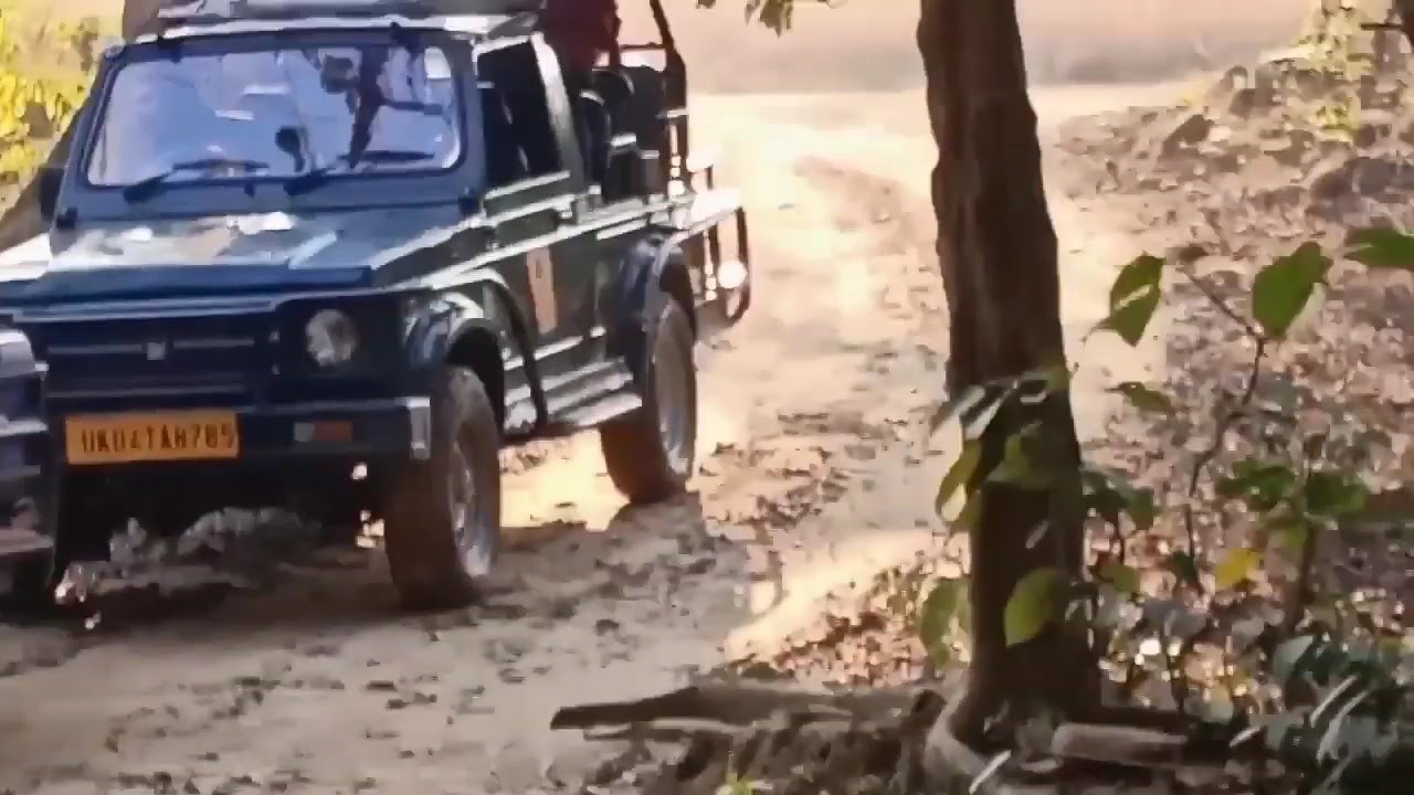 Tiger crossing road front of us
