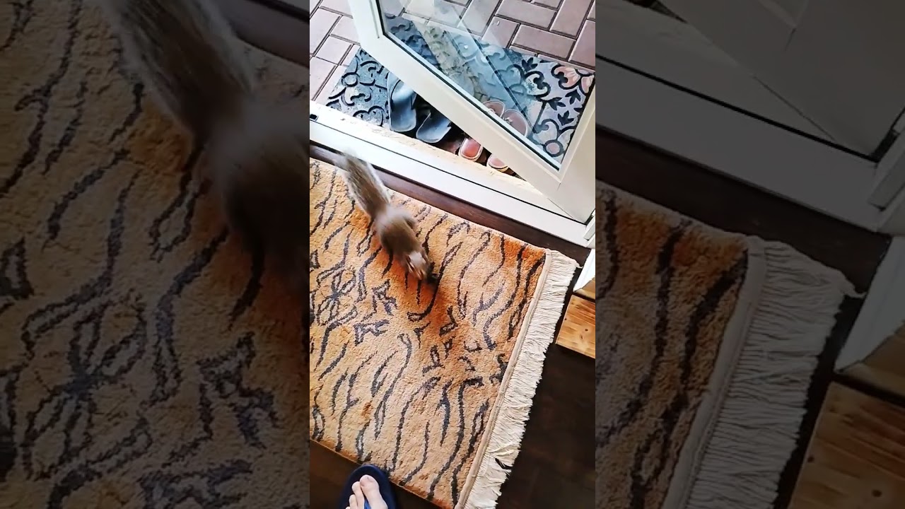 Эдди, бесстрашный бельчонок 🐿️ #белки #белка #милыйбельчонок