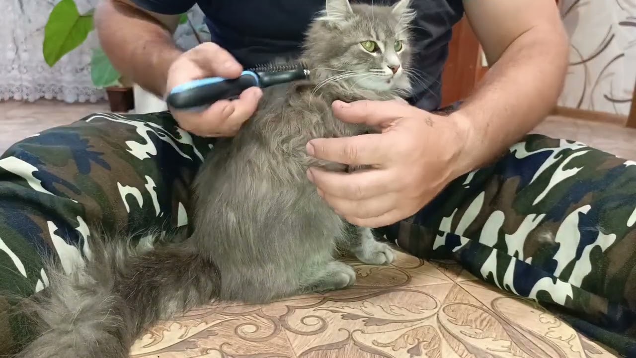 Вычёсывание😺кота дымка😺тест новой вычесывалки #колтунорез #дешеддердлякошекисобак #чесалкадляшерсти