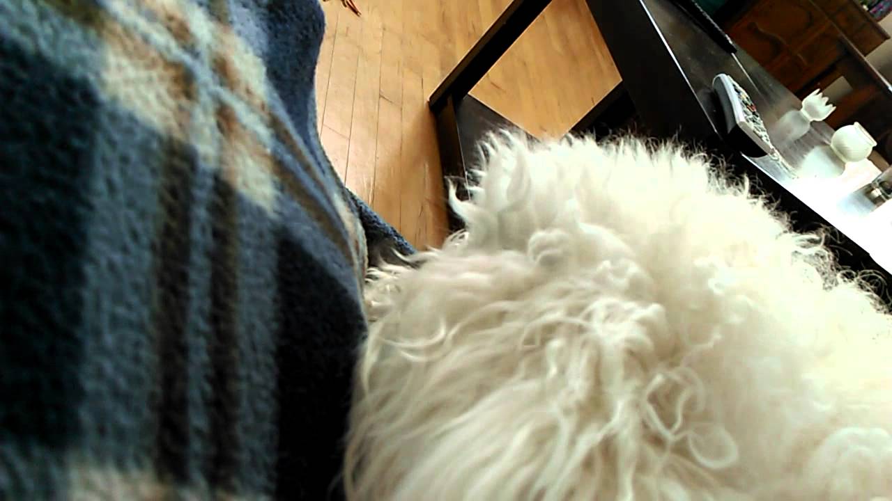 Pupples in distress