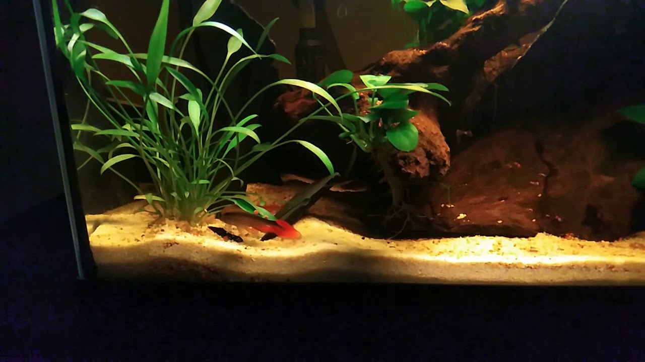 Apistogramma Agassizii double Red ITA