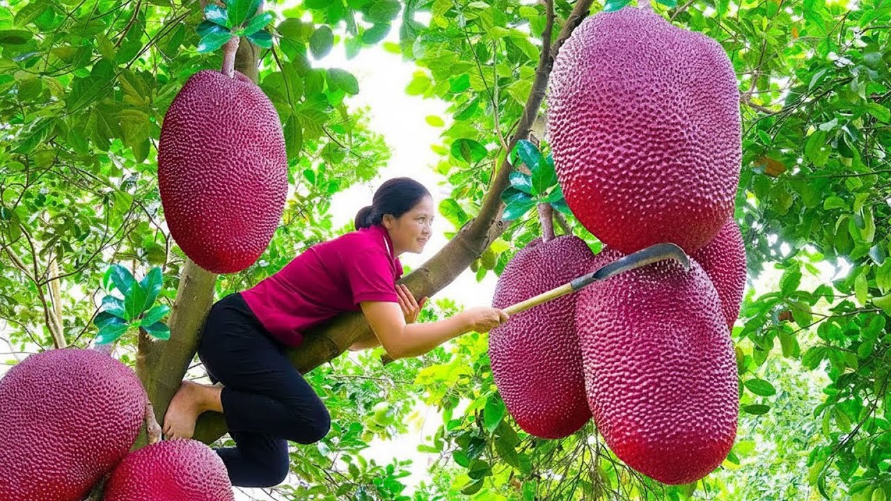 TIMELAPSE – Harvesting GIANT Red Jackfruit, Cantaloupe, Guava...& Many Other Fruits | My Daily Life