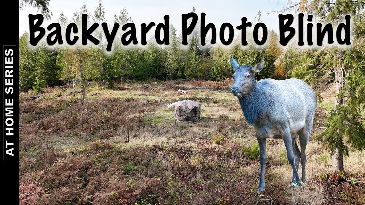 Фотосъемка дикой природы дома | Олень Рузвельта из фотослепого режима