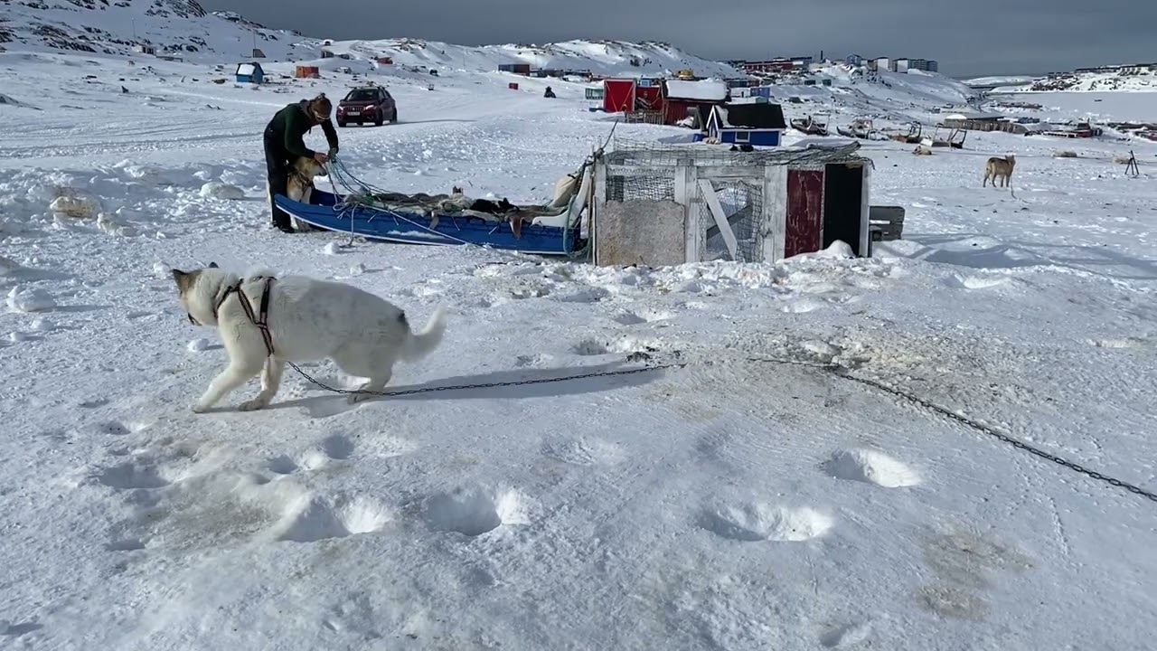 Greenland Huskies - Dog Sled Ride in Sisimiut, west Greenland.