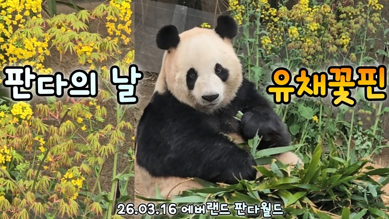 세계 판다의 날을 축하하며 바오패밀리 꽃길만 걸어요🌼26.03.16 Everland Aibao Lebao 