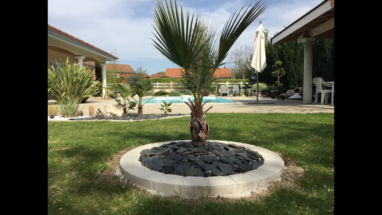 palmier de californie washingtonia filifera