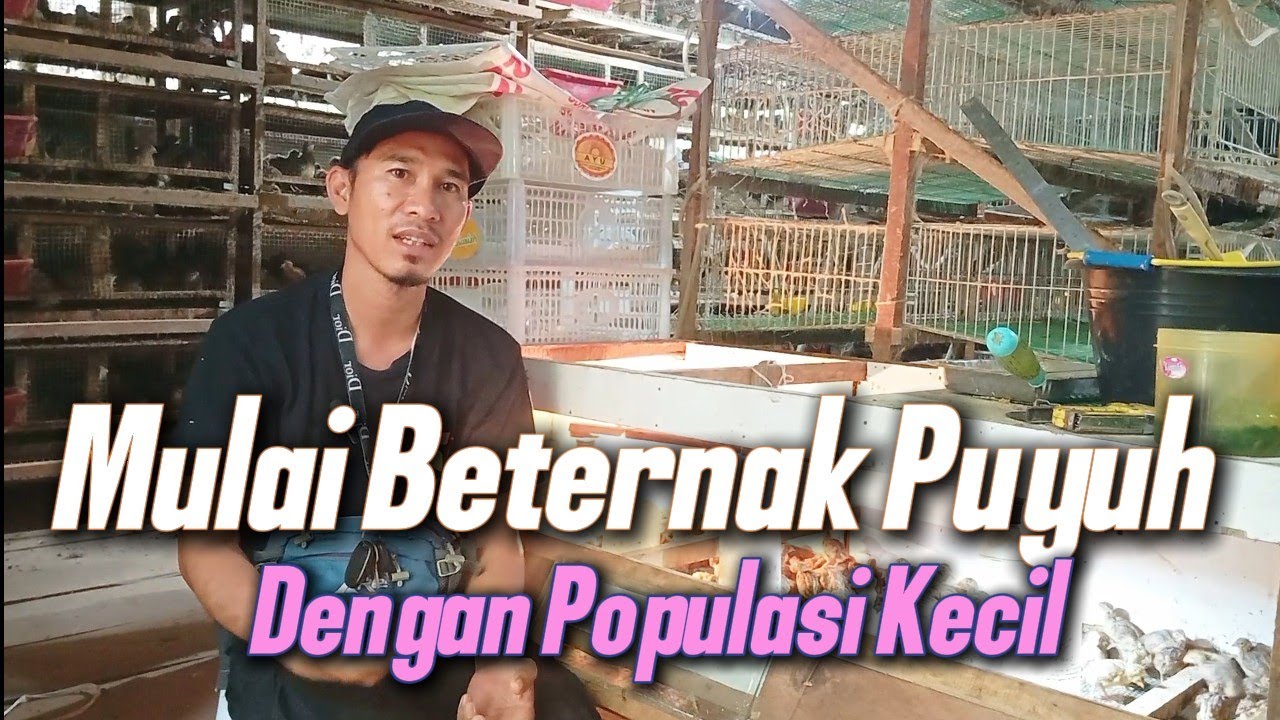 Mulai beternak puyuh dengan populasi kecil