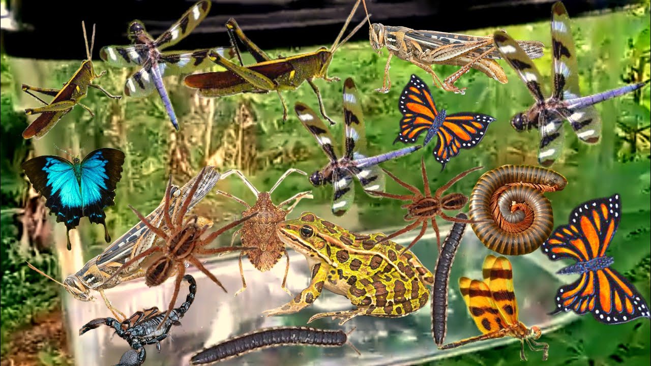 I Catching Insect The Garden, I Got Giant Millipede, Frog, Butterfly, Dragonfly, Tadpole