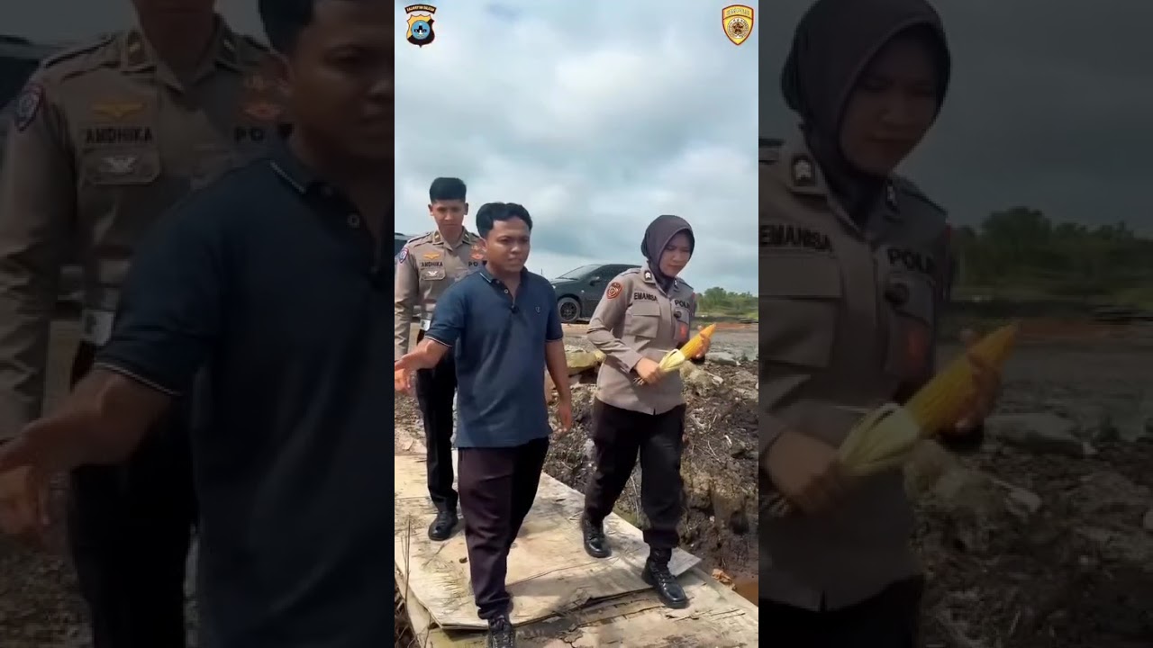 sobat jagung yuk lebih mengenal lebih jauh mengenai lahan pal 17 yang di kelola oleh kapolda kalsel