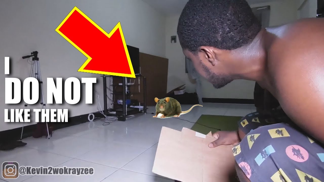 AFRAID OF RATS! **SCREAMS** [Vlog #36]