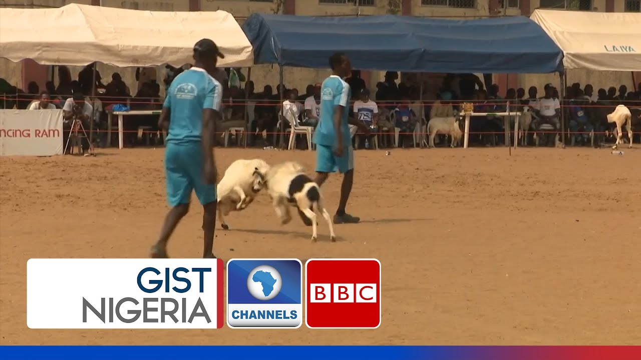 Why Ram Fighting Is Becoming A Thriving Business In Nigeria