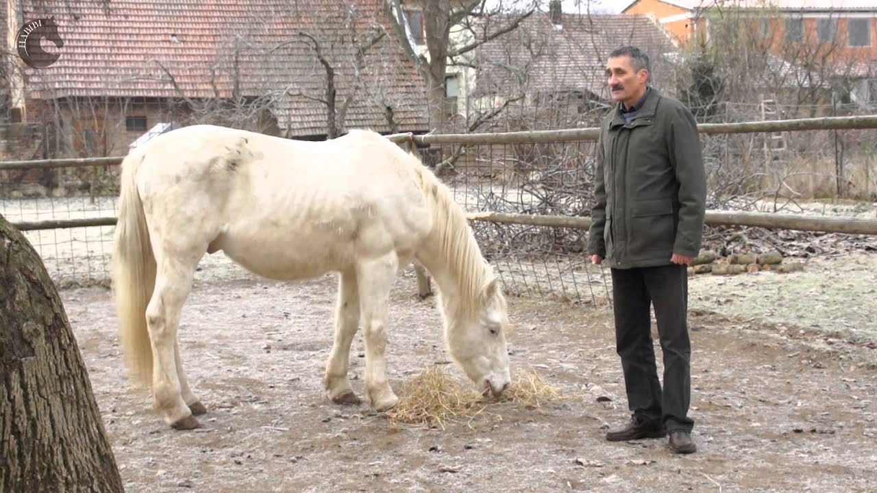 HABIBIprokone.cz: Dušnost u koní - MVDr. Petr Jahn CSc