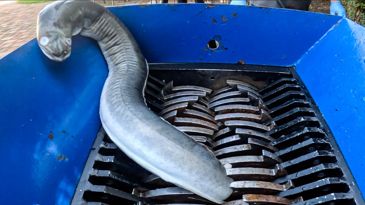 Shredding a Giant Eel! You Won’t Believe the Ending!